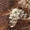 Kandinis uodelis - Pericoma sp. | Fotografijos autorius : Vaida Paznekaitė | © Macrogamta.lt | Šis tinklapis priklauso bendruomenei kuri domisi makro fotografija ir fotografuoja gyvąjį makro pasaulį.