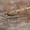 Siaurasparnė šydinė kandis - Ypsolopha ustella | Fotografijos autorius : Gintautas Steiblys | © Macrogamta.lt | Šis tinklapis priklauso bendruomenei kuri domisi makro fotografija ir fotografuoja gyvąjį makro pasaulį.