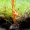 Karingoji grūdmenė - Cordyceps militaris | Fotografijos autorius : Oskaras Venckus | © Macrogamta.lt | Šis tinklapis priklauso bendruomenei kuri domisi makro fotografija ir fotografuoja gyvąjį makro pasaulį.