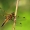 Keturtaškė skėtė - Libellula quadrimaculata | Fotografijos autorius : Ramunė Vakarė | © Macrogamta.lt | Šis tinklapis priklauso bendruomenei kuri domisi makro fotografija ir fotografuoja gyvąjį makro pasaulį.
