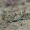 Kopinis tarkšlys - Sphingonotus caerulans | Fotografijos autorius : Gintautas Steiblys | © Macrogamta.lt | Šis tinklapis priklauso bendruomenei kuri domisi makro fotografija ir fotografuoja gyvąjį makro pasaulį.