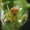 Lapinis žiedulis - Ebrechtella tricuspidata | Fotografijos autorius : Vidas Brazauskas | © Macrogamta.lt | Šis tinklapis priklauso bendruomenei kuri domisi makro fotografija ir fotografuoja gyvąjį makro pasaulį.