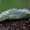 Kopūstinis baltukas - Pieris brassicae, lėliukė | Fotografijos autorius : Romas Ferenca | © Macronature.eu | Macro photography web site