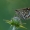 Viksvinė hesperija - Heteropterus morpheus | Fotografijos autorius : Dalia Račkauskaitė | © Macronature.eu | Macro photography web site