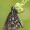 Viksvinė hesperija - Heteropterus morpheus | Fotografijos autorius : Darius Baužys | © Macronature.eu | Macro photography web site