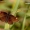 Viksvinė hesperija - Heteropterus morpheus | Fotografijos autorius : Alma Totorytė | © Macronature.eu | Macro photography web site
