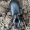 Didžiagalvis žygis - Broscus cephalotes | Fotografijos autorius : Algirdas Vilkas | © Macrogamta.lt | Šis tinklapis priklauso bendruomenei kuri domisi makro fotografija ir fotografuoja gyvąjį makro pasaulį.