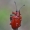 Svogūninis čiuželis - Lilioceris merdigera | Fotografijos autorius : Vytautas Gluoksnis | © Macrogamta.lt | Šis tinklapis priklauso bendruomenei kuri domisi makro fotografija ir fotografuoja gyvąjį makro pasaulį.