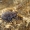 Švelnusis smėlinukas - Pachnephorus pilosus | Fotografijos autorius : Gintautas Steiblys | © Macronature.eu | Macro photography web site