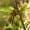 Keturtaškė skėtė - Libellula quadrimaculata | Fotografijos autorius : Aivaras Banevičius | © Macrogamta.lt | Šis tinklapis priklauso bendruomenei kuri domisi makro fotografija ir fotografuoja gyvąjį makro pasaulį.