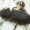 Rudasis siauravabalis - Synchita humeralis | Fotografijos autorius : Vidas Brazauskas | © Macrogamta.lt | Šis tinklapis priklauso bendruomenei kuri domisi makro fotografija ir fotografuoja gyvąjį makro pasaulį.