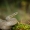 Lygiažvynis žaltys - Coronella austriaca | Fotografijos autorius : Saulius Drazdauskas | © Macrogamta.lt | Šis tinklapis priklauso bendruomenei kuri domisi makro fotografija ir fotografuoja gyvąjį makro pasaulį.