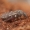 Mašalas - Culicoides nubeculosus ♀ | Fotografijos autorius : Žilvinas Pūtys | © Macrogamta.lt | Šis tinklapis priklauso bendruomenei kuri domisi makro fotografija ir fotografuoja gyvąjį makro pasaulį.
