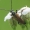 Mažūninis grybsekis - Pseudovadonia livida | Fotografijos autorius : Vidas Brazauskas | © Macrogamta.lt | Šis tinklapis priklauso bendruomenei kuri domisi makro fotografija ir fotografuoja gyvąjį makro pasaulį.