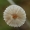 Grakščioji šalmenė - Hemimycena cf. gracilis | Fotografijos autorius : Gintautas Steiblys | © Macrogamta.lt | Šis tinklapis priklauso bendruomenei kuri domisi makro fotografija ir fotografuoja gyvąjį makro pasaulį.