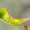Didysis dviuodegis - Cerura vinula, vikšras | Fotografijos autorius : Oskaras Venckus | © Macrogamta.lt | Šis tinklapis priklauso bendruomenei kuri domisi makro fotografija ir fotografuoja gyvąjį makro pasaulį.