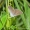 Pilkasis melsvys (Polyommatus semiargus) | Fotografijos autorius : Aleksandras Naryškin | © Macrogamta.lt | Šis tinklapis priklauso bendruomenei kuri domisi makro fotografija ir fotografuoja gyvąjį makro pasaulį.
