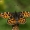 Mažasis dilgėlinukas - Araschnia levana  | Fotografijos autorius : Gintautas Steiblys | © Macronature.eu | Macro photography web site
