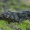 Margasis tarkšlys - Bryodemella tuberculata | Fotografijos autorius : Gintautas Steiblys | © Macrogamta.lt | Šis tinklapis priklauso bendruomenei kuri domisi makro fotografija ir fotografuoja gyvąjį makro pasaulį.