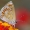 Melsvys - Polyommatus celina | Fotografijos autorius : Deividas Makavičius | © Macrogamta.lt | Šis tinklapis priklauso bendruomenei kuri domisi makro fotografija ir fotografuoja gyvąjį makro pasaulį.