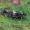Tridėmė viksvinė elachista - Elachista alpinella | Fotografijos autorius : Gintautas Steiblys | © Macrogamta.lt | Šis tinklapis priklauso bendruomenei kuri domisi makro fotografija ir fotografuoja gyvąjį makro pasaulį.
