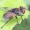 Dygliamusė - Ectophasia crassipennis | Fotografijos autorius : Kazimieras Martinaitis | © Macrogamta.lt | Šis tinklapis priklauso bendruomenei kuri domisi makro fotografija ir fotografuoja gyvąjį makro pasaulį.