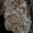 Gintarinė vaškapintėlė - Ceriporiopsis gilvescens | Fotografijos autorius : Vitalij Drozdov | © Macrogamta.lt | Šis tinklapis priklauso bendruomenei kuri domisi makro fotografija ir fotografuoja gyvąjį makro pasaulį.