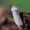 Šalmabudė - Mycena sp. | Fotografijos autorius : Eglė Vičiuvienė | © Macrogamta.lt | Šis tinklapis priklauso bendruomenei kuri domisi makro fotografija ir fotografuoja gyvąjį makro pasaulį.