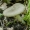Plačialapė kremblė | Megacollybia platyphylla | Fotografijos autorius : Darius Baužys | © Macrogamta.lt | Šis tinklapis priklauso bendruomenei kuri domisi makro fotografija ir fotografuoja gyvąjį makro pasaulį.