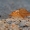 Lapasparnis - Drepanepteryx phalaenoides | Fotografijos autorius : Rasa Gražulevičiūtė | © Macrogamta.lt | Šis tinklapis priklauso bendruomenei kuri domisi makro fotografija ir fotografuoja gyvąjį makro pasaulį.