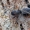 Nendrinis maišarezgis - Clubiona phragmitis  | Fotografijos autorius : Gintautas Steiblys | © Macrogamta.lt | Šis tinklapis priklauso bendruomenei kuri domisi makro fotografija ir fotografuoja gyvąjį makro pasaulį.