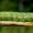 Dobilinis pelėdgalvis - Anarta trifolii, vikšras | Fotografijos autorius : Oskaras Venckus | © Macronature.eu | Macro photography web site