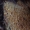 Obelinis minkštadyglis - Sarcodontia crocea  | Fotografijos autorius : Vitalij Drozdov | © Macrogamta.lt | Šis tinklapis priklauso bendruomenei kuri domisi makro fotografija ir fotografuoja gyvąjį makro pasaulį.