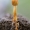 Ophiocordyceps gracilis | Fotografijos autorius : Eglė Vičiuvienė | © Macrogamta.lt | Šis tinklapis priklauso bendruomenei kuri domisi makro fotografija ir fotografuoja gyvąjį makro pasaulį.