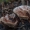 Groblėtasis dyglutėlis - Hydnellum cf. scrobiculatum | Fotografijos autorius : Žilvinas Pūtys | © Macrogamta.lt | Šis tinklapis priklauso bendruomenei kuri domisi makro fotografija ir fotografuoja gyvąjį makro pasaulį.