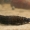 Paprastasis degutvabalis - Hydrous piceus, lerva | Fotografijos autorius : Gintautas Steiblys | © Macrogamta.lt | Šis tinklapis priklauso bendruomenei kuri domisi makro fotografija ir fotografuoja gyvąjį makro pasaulį.