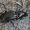 Juosvasis smiltžygis - Pterostichus nigrita ♀ | Fotografijos autorius : Gintautas Steiblys | © Macrogamta.lt | Šis tinklapis priklauso bendruomenei kuri domisi makro fotografija ir fotografuoja gyvąjį makro pasaulį.