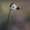 Pavasarinis kežys - Spergula morisonii | Fotografijos autorius : Agnė Našlėnienė | © Macrogamta.lt | Šis tinklapis priklauso bendruomenei kuri domisi makro fotografija ir fotografuoja gyvąjį makro pasaulį.