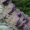 Pergamentinė kempelė - Trichaptum biforme | Fotografijos autorius : Vytautas Gluoksnis | © Macrogamta.lt | Šis tinklapis priklauso bendruomenei kuri domisi makro fotografija ir fotografuoja gyvąjį makro pasaulį.