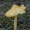 Oranžinė guotenė - Hygrocybe acutoconica | Fotografijos autorius : Žilvinas Pūtys | © Macronature.eu | Macro photography web site