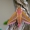 Pievinis sfinksas - Deilephila elpenor | Fotografijos autorius : Dalia Račkauskaitė | © Macrogamta.lt | Šis tinklapis priklauso bendruomenei kuri domisi makro fotografija ir fotografuoja gyvąjį makro pasaulį.
