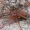 Rudasis varpelininkas - Agroeca cf. brunnea  | Fotografijos autorius : Gintautas Steiblys | © Macrogamta.lt | Šis tinklapis priklauso bendruomenei kuri domisi makro fotografija ir fotografuoja gyvąjį makro pasaulį.