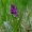 Plačialapė gegūnė - Dactylorhiza majalis  | Fotografijos autorius : Romas Ferenca | © Macrogamta.lt | Šis tinklapis priklauso bendruomenei kuri domisi makro fotografija ir fotografuoja gyvąjį makro pasaulį.