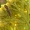 Keturtaškė žolblakė - Adelphocoris quadripunctatus | Fotografijos autorius : Nomeda Vėlavičienė | © Macrogamta.lt | Šis tinklapis priklauso bendruomenei kuri domisi makro fotografija ir fotografuoja gyvąjį makro pasaulį.