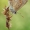 Polyommatus thersites | Fotografijos autorius : Armen Seropian | © Macrogamta.lt | Šis tinklapis priklauso bendruomenei kuri domisi makro fotografija ir fotografuoja gyvąjį makro pasaulį.