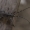 Pušinis ožiaragis - Monochamus galloprovincialis | Fotografijos autorius : Giedrius Markevičius | © Macrogamta.lt | Šis tinklapis priklauso bendruomenei kuri domisi makro fotografija ir fotografuoja gyvąjį makro pasaulį.