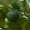 Rūgščiavaisis citrinmedis - Citrus × aurantiifolia, vaisiai | Fotografijos autorius : Nomeda Vėlavičienė | © Macrogamta.lt | Šis tinklapis priklauso bendruomenei kuri domisi makro fotografija ir fotografuoja gyvąjį makro pasaulį.