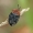 Raudonnugaris maitvabalis - Oiceoptoma thoracicum | Fotografijos autorius : Gintautas Steiblys | © Macrogamta.lt | Šis tinklapis priklauso bendruomenei kuri domisi makro fotografija ir fotografuoja gyvąjį makro pasaulį.