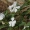Rausvasis katarantas - Catharanthus roseus | Fotografijos autorius : Vytautas Tamutis | © Macrogamta.lt | Šis tinklapis priklauso bendruomenei kuri domisi makro fotografija ir fotografuoja gyvąjį makro pasaulį.
