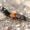 Trumpasparnis - Platydracus latebricola  | Fotografijos autorius : Gintautas Steiblys | © Macronature.eu | Macro photography web site